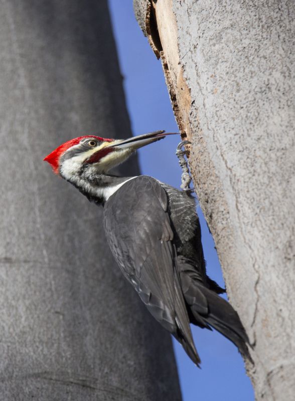Woodpecker Hole Remediation