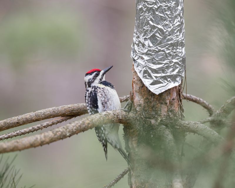 Woodpecker Hole Remediation