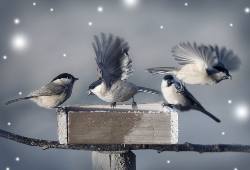 Seasonal Activity Chart