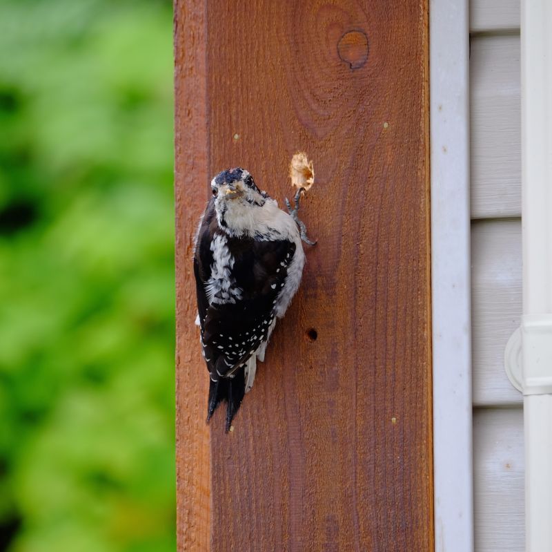 Woodpecker Hole Damage